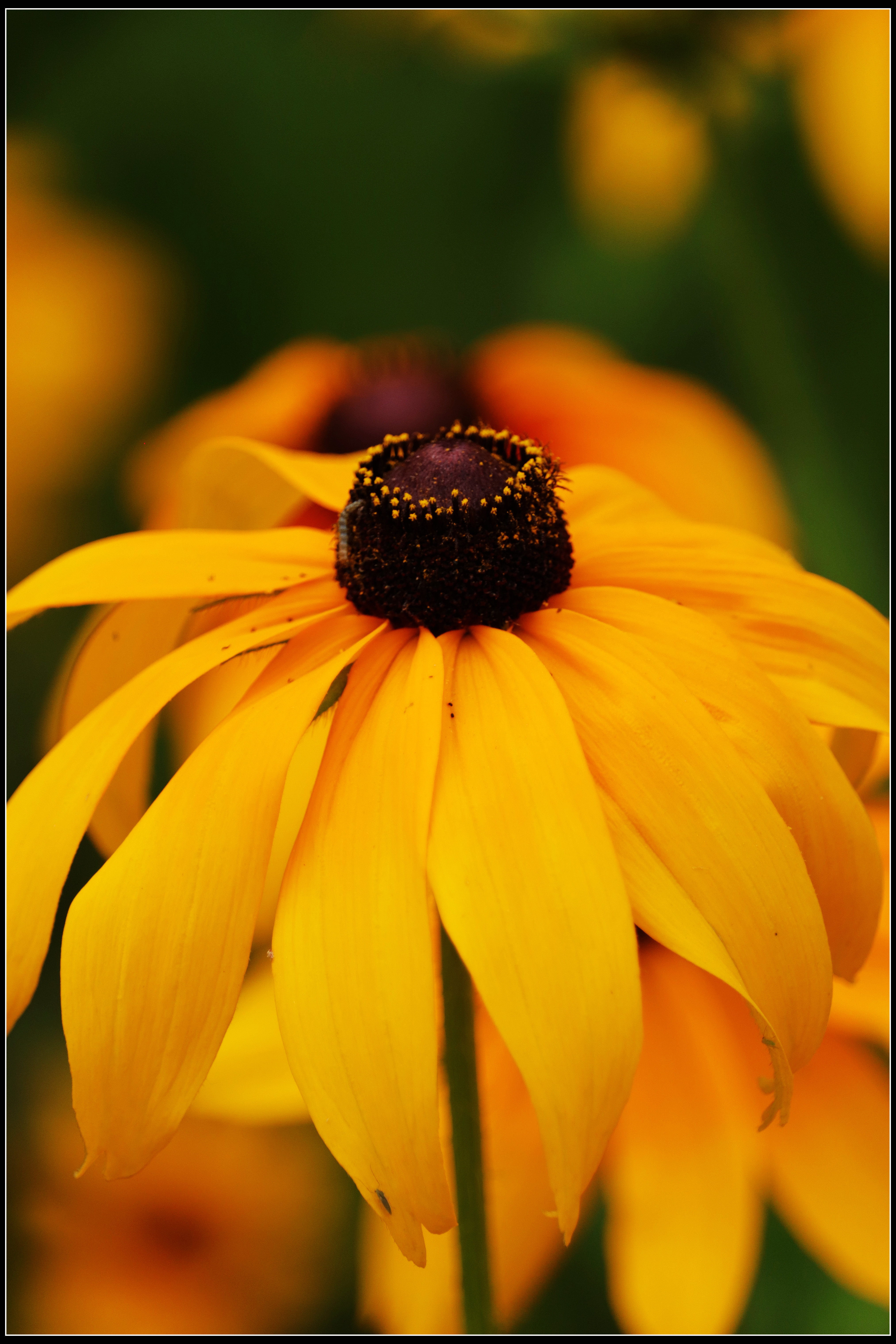 这种花便宜还好养活,5种坑人的花