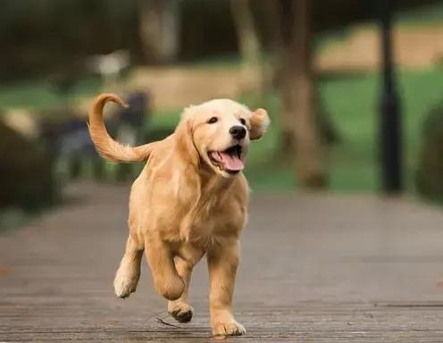 成为一名能读懂‘狗语’的铲屎官