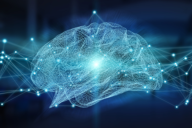 大脑调节机能,大脑处理信息和能力