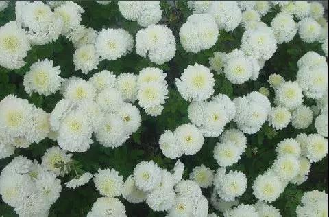 最适合糖尿病人喝的茶是哪一样,最适合糖尿病人喝的茶是什么茶