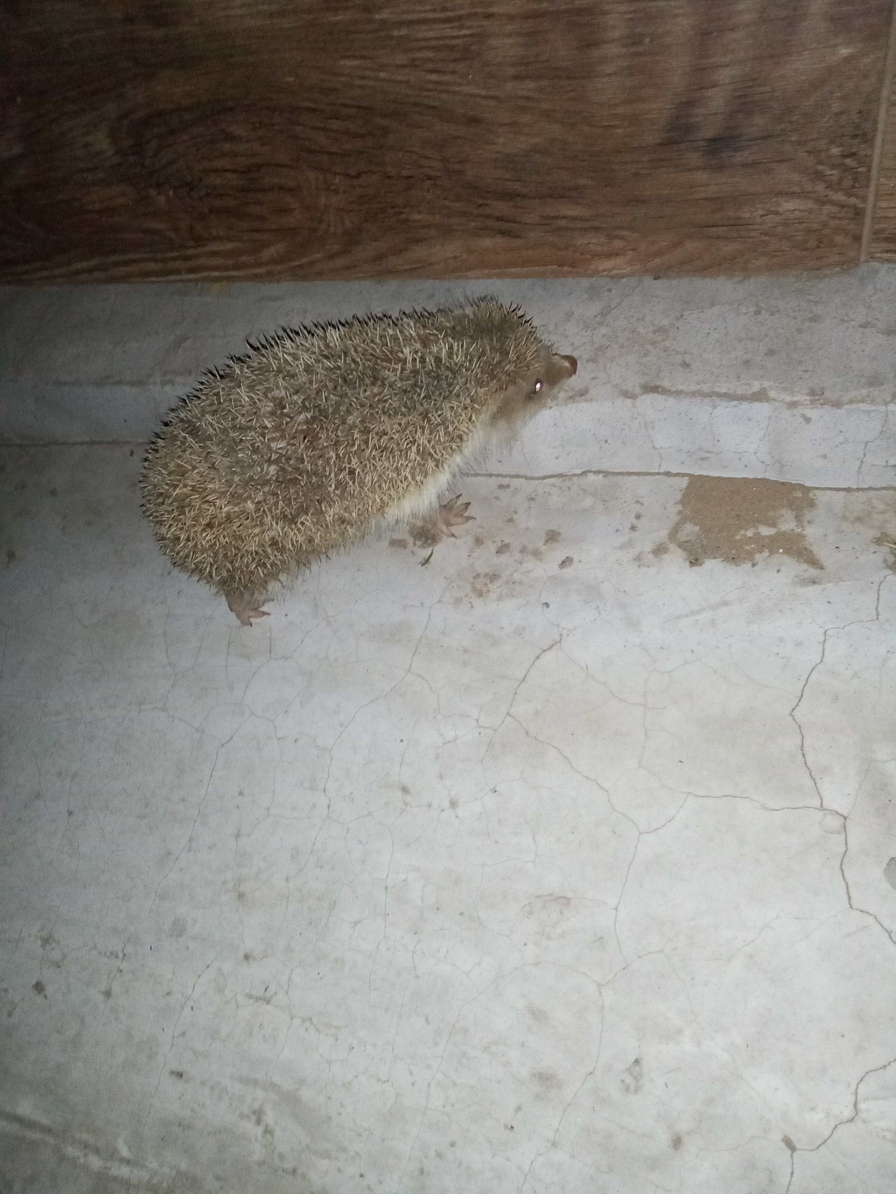 小刺猬奏鸣曲2,小刺猬奏鸣曲钢琴曲