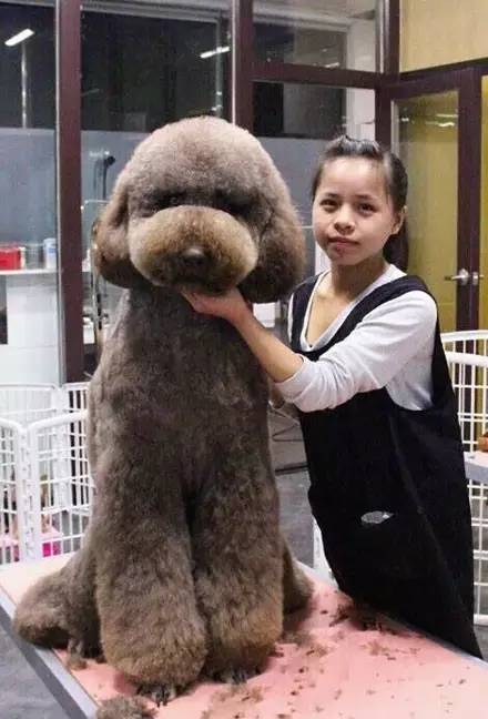 巨型贵宾犬和泰迪的区别图片对比,巨型贵宾犬与小泰迪