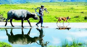 乡情散文:犁地耙田忙春耕