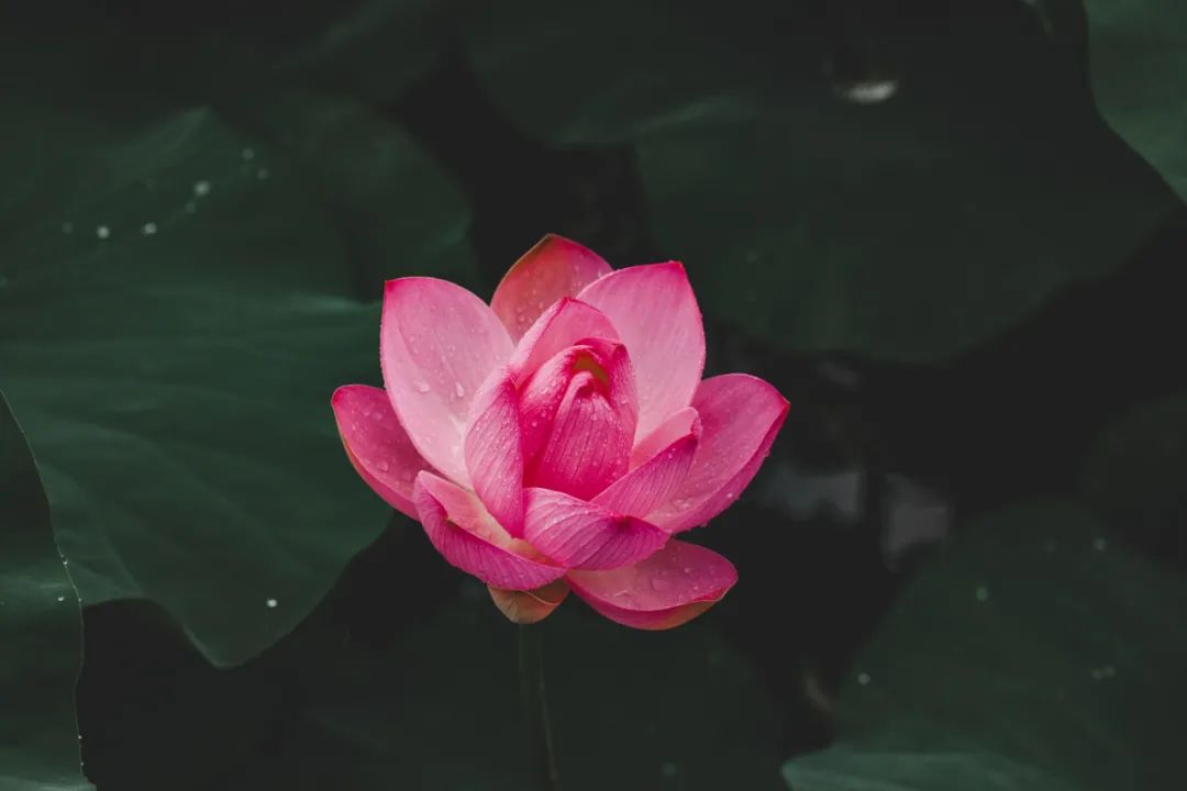 航拍荷花调色技巧图解大全,超简单国画入门教学荷花调色