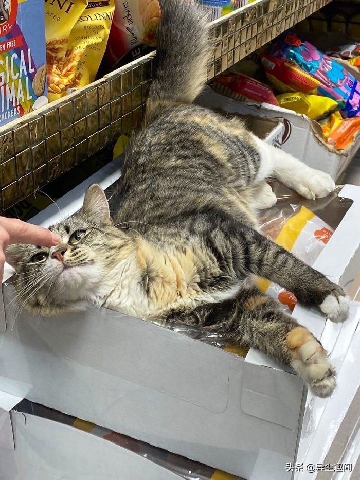 30只模样太霸气「比老板更像老板」的可爱店喵