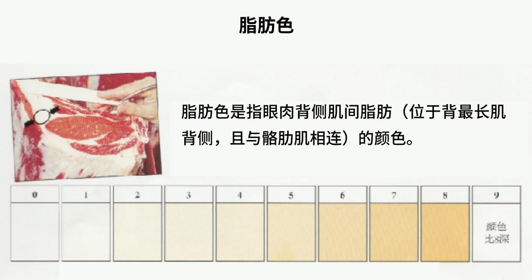 牛肉先锋|挑选好牛肉的锦囊妙计，“庖丁解牛”了解一下