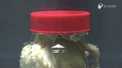 章鱼有9个大脑,章鱼有多聪明它有九个大脑