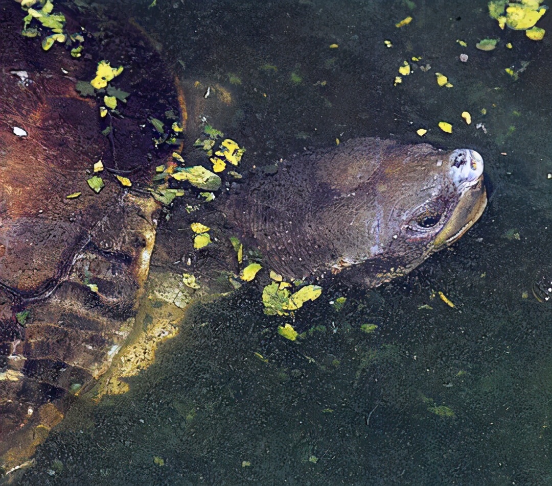 龟类大百科,大眼睛龟类