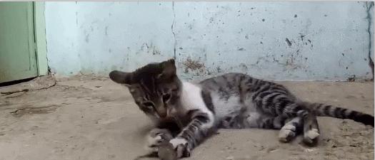 这部温情的撸猫片，让我哭得溃不成军，这是全世界猫*党**的胜利