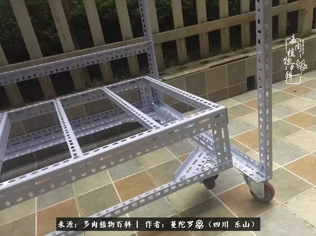 转角遇见多肉,遇见多肉治愈自己