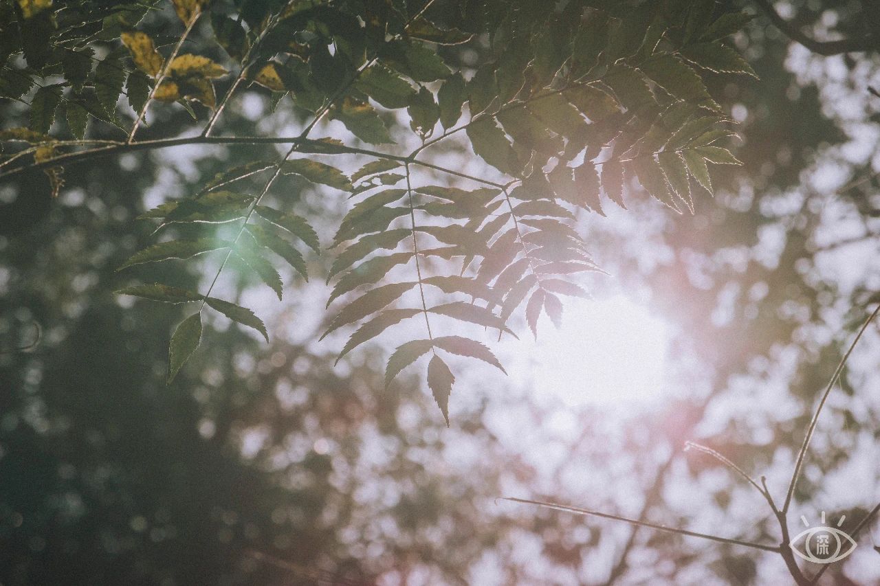 深圳各区最美的地方,深圳6个绝美地方