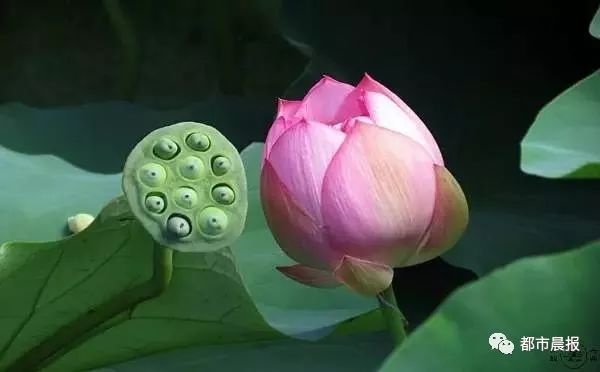 徐州荷花欣赏景区,徐州云龙湖赏荷花