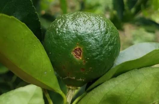 柑橘油斑病和褐斑病图片,柑橘褐斑病危害特征防治方法