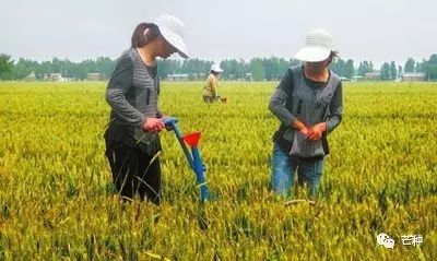 花生高产栽培技术视频,种花生到收花生的所有过程