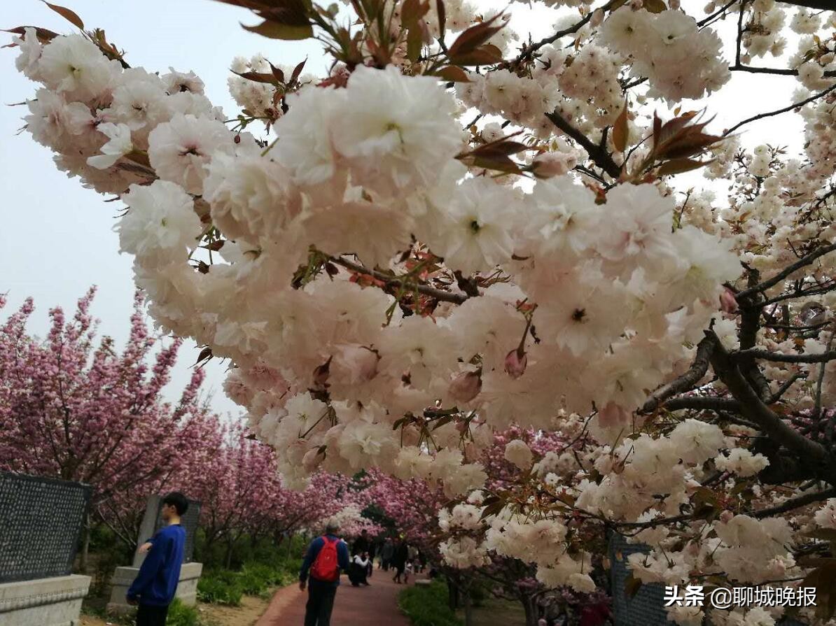 金匮公园看樱花游玩攻略,聊城姜堤乐园樱花什么时候开