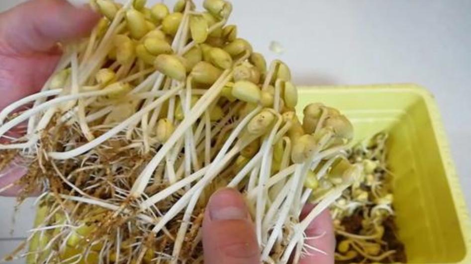 什么豆子都可以发豆芽菜,黄豆发豆芽菜的简单方法