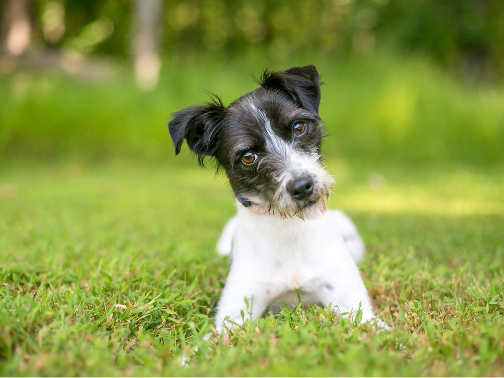 哮天犬一般用什么狗,哮天犬是什么类型的狗