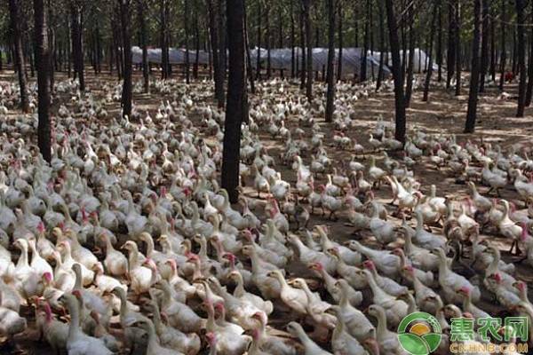 鸭子养殖技术与管理,鸭子的养殖技术和管理