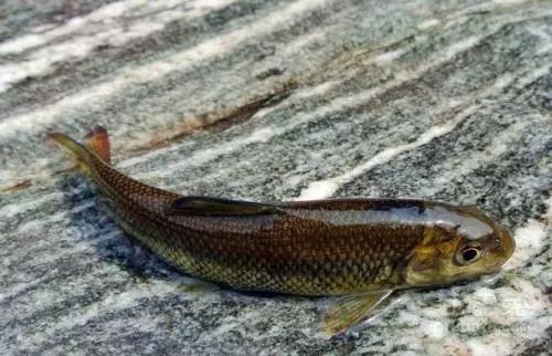 泰山上的赤鳞鱼是什么样的,泰山名贵鱼赤鳞鱼一条多少克