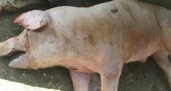 母猪晚上吃料正常，早上突然死亡口腔流血是什么病，如何治疗？