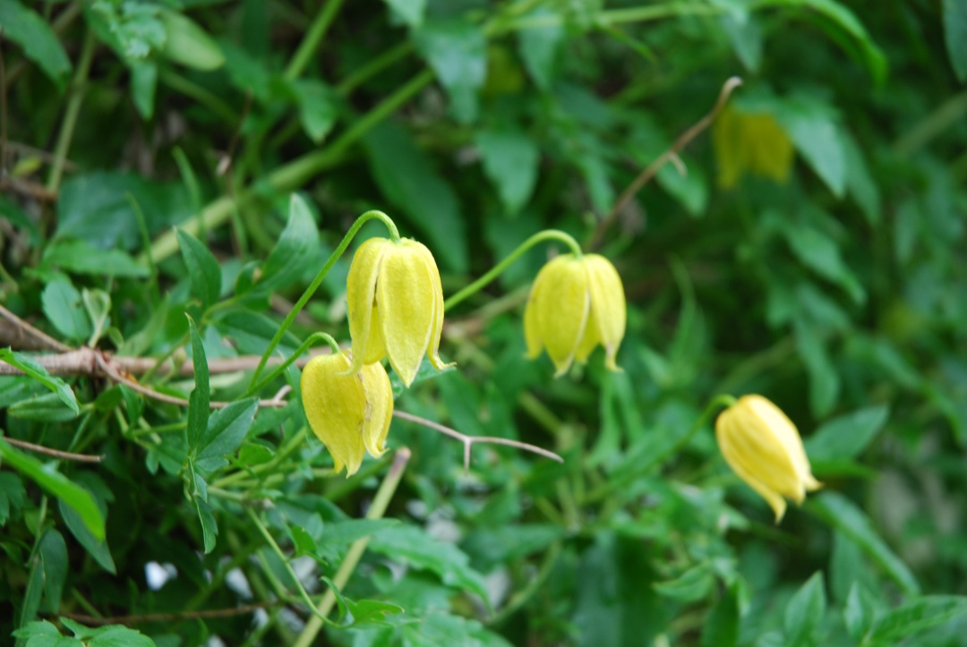 一棵就能爬满墙？这波操作服了