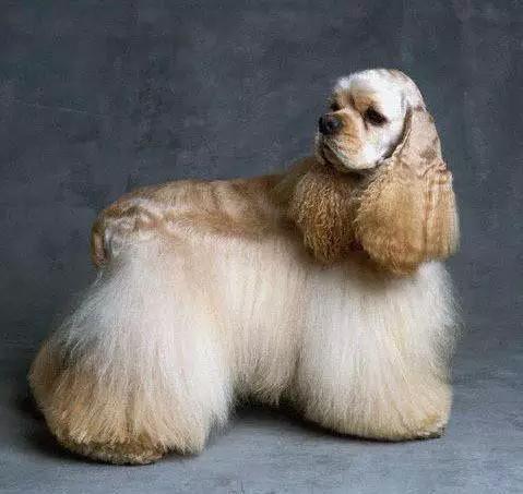 45种狗狗,45种狗类