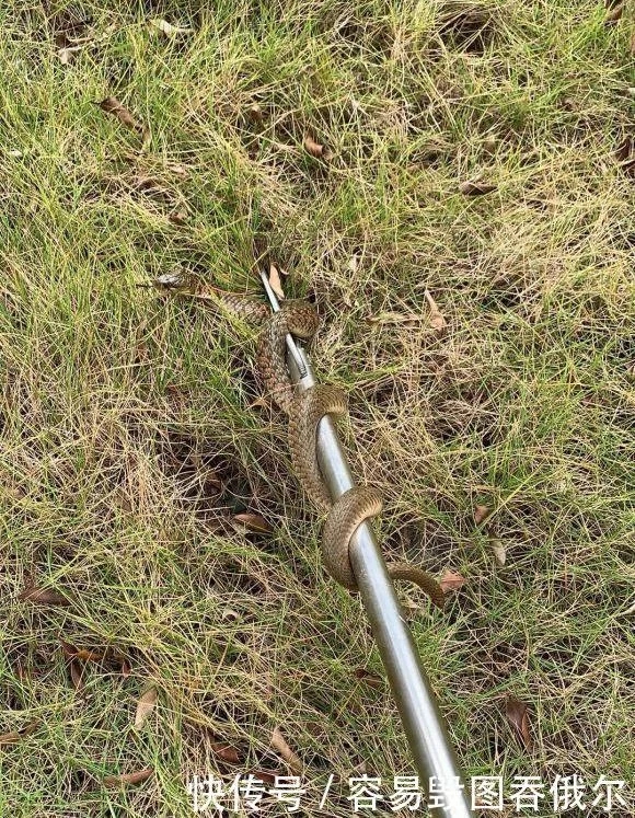 野外钓鱼遇见蛇打不打,去野外钓鱼碰到蛇