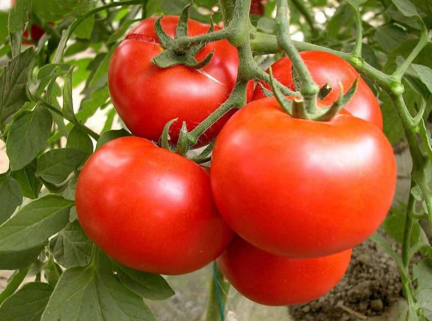 拉布拉多吃不吃生蔬菜,对拉布拉多肠胃好的蔬菜