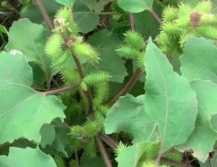 带你们认识这些野生草药,农村随处可见的几种野生中草药