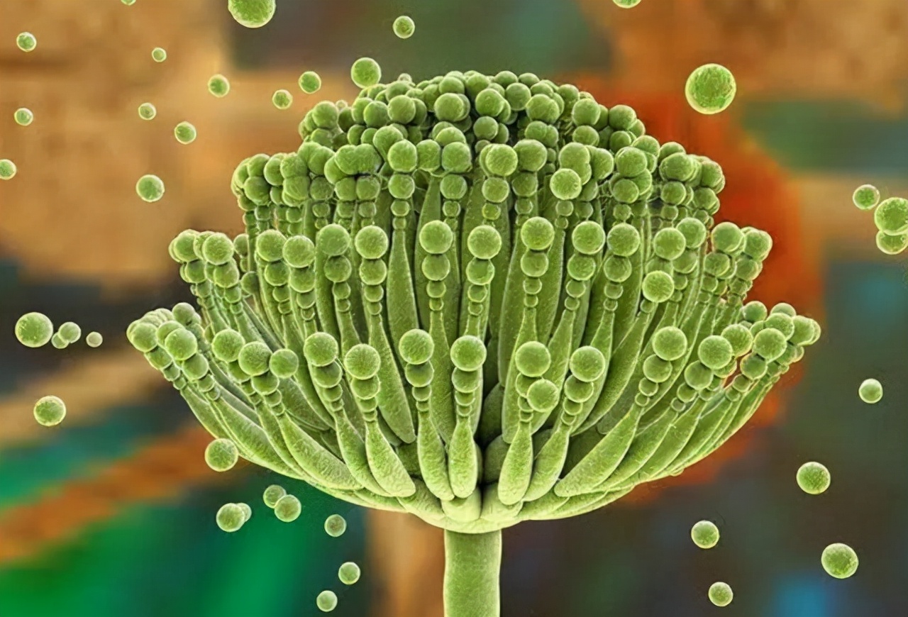 肝脏之父吴孟超视频,肝脏问题教你一招在家轻松养肝