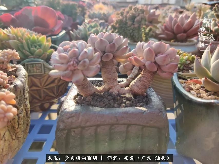 广东春天多肉图片大全,这个季节的多肉状态是最美的