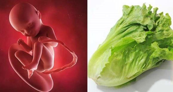 1-40周胎儿发育水果对比图,孕期1-40周胎儿图