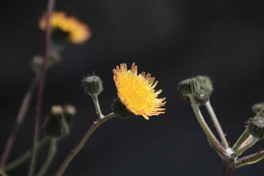 饭局最不宜带的人,饭局不要带这10种人
