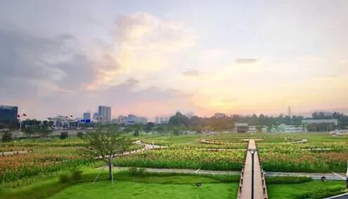 深圳花海公园地址在哪里,深圳中心河公园花海