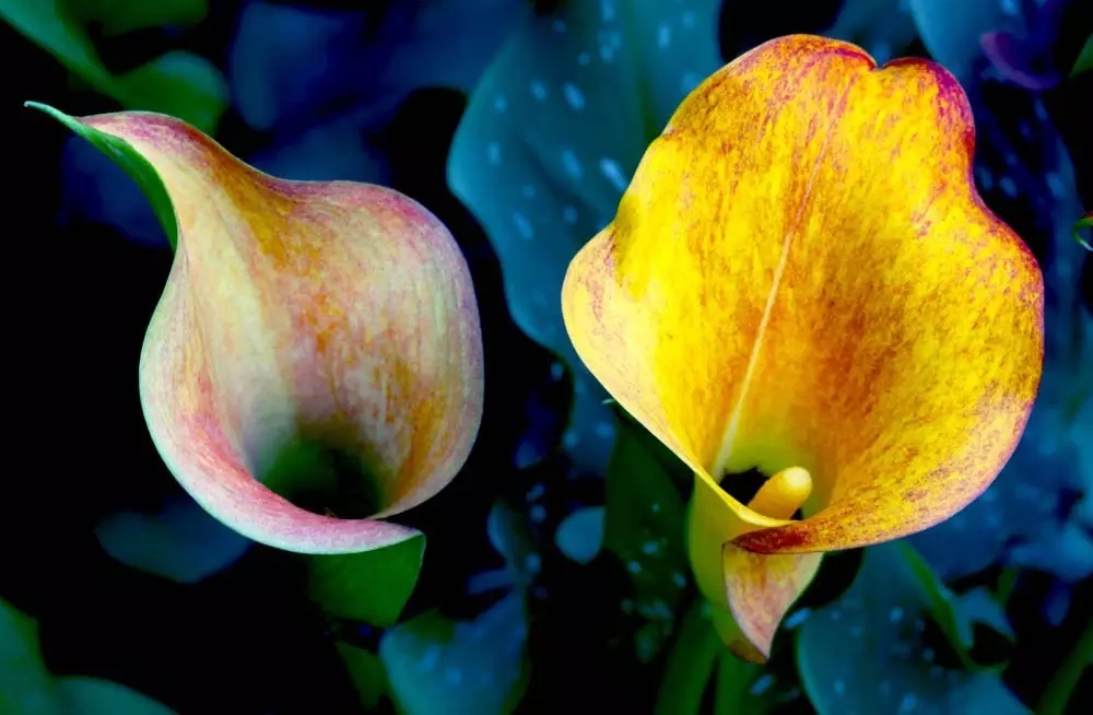 马蹄莲鲜花样式,马蹄莲插花开花