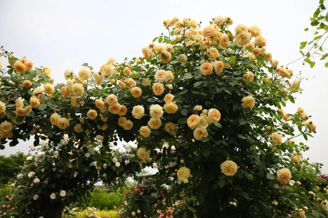 梦幻花园开园了！就在双流彭镇！免费的那种