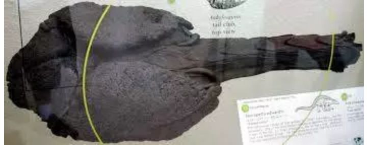 百科英语|甲龙：我自有盔甲，大型食肉龙也不怕