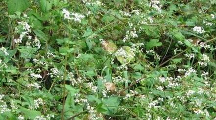 金荞麦四川怎么叫,金荞麦别名是不是土茯苓