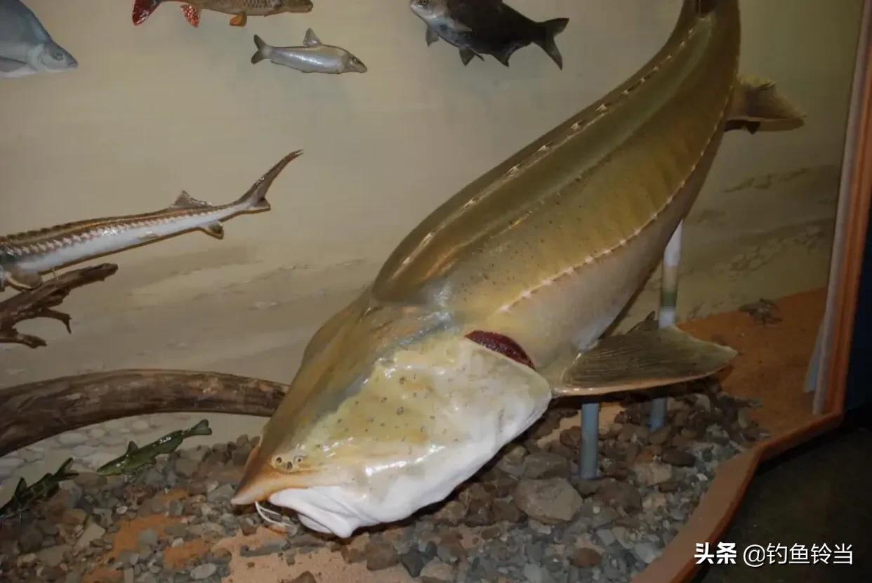 黑龙江的达氏鳇鱼,达氏鳇鱼为什么那么便宜