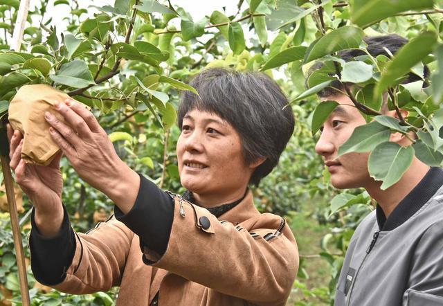 晚秋黄梨栽培技术与管理方法,晚秋黄梨什么时候授粉