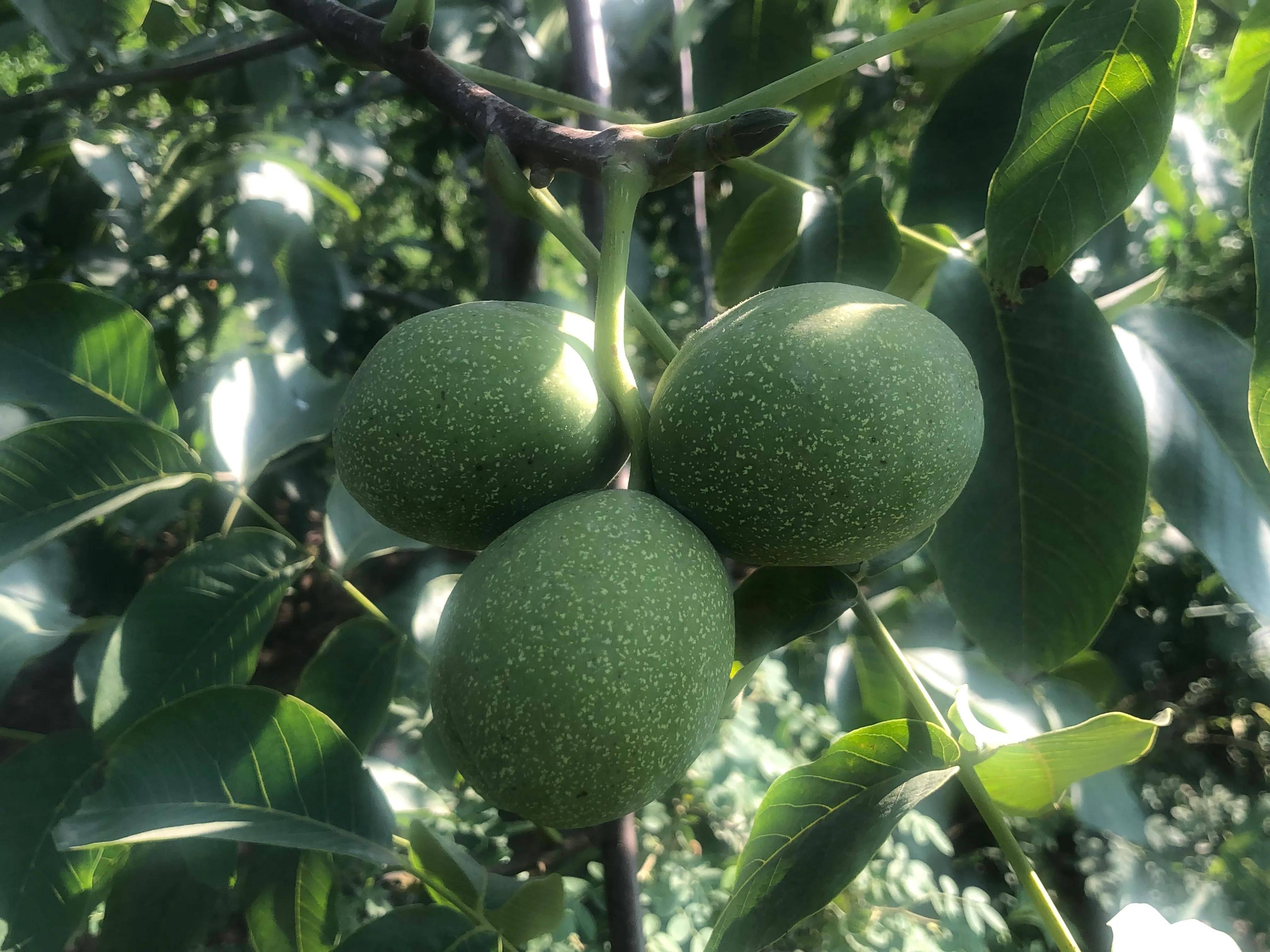 核桃树象征意义多子多福,核桃树红色代表什么