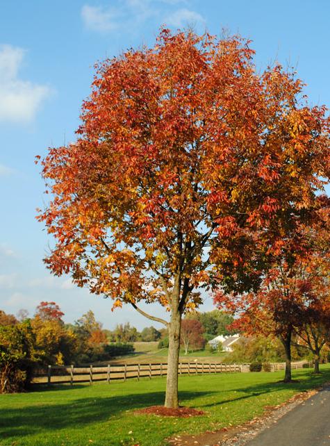 最有发展前景的绿化苗木品种,10种观赏性比较高的造型苗木推荐