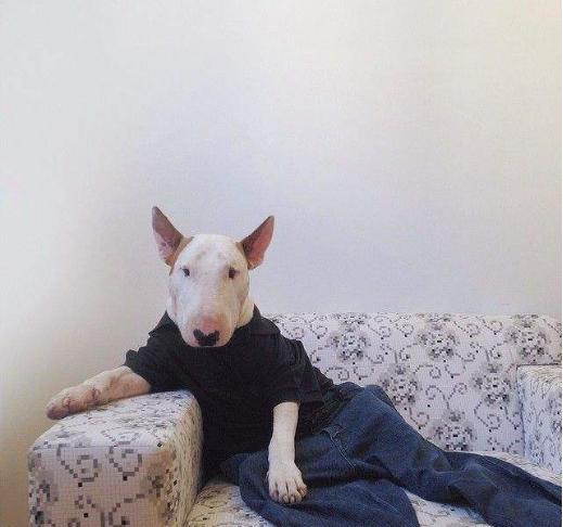 狗界最忠诚的6种狗养过的人都懂,公认最不起眼的6种狗你会养吗