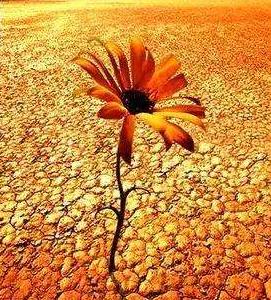 她从沙漠深处坚定走来，放弃闪耀的星途，成为女性维权的斗士