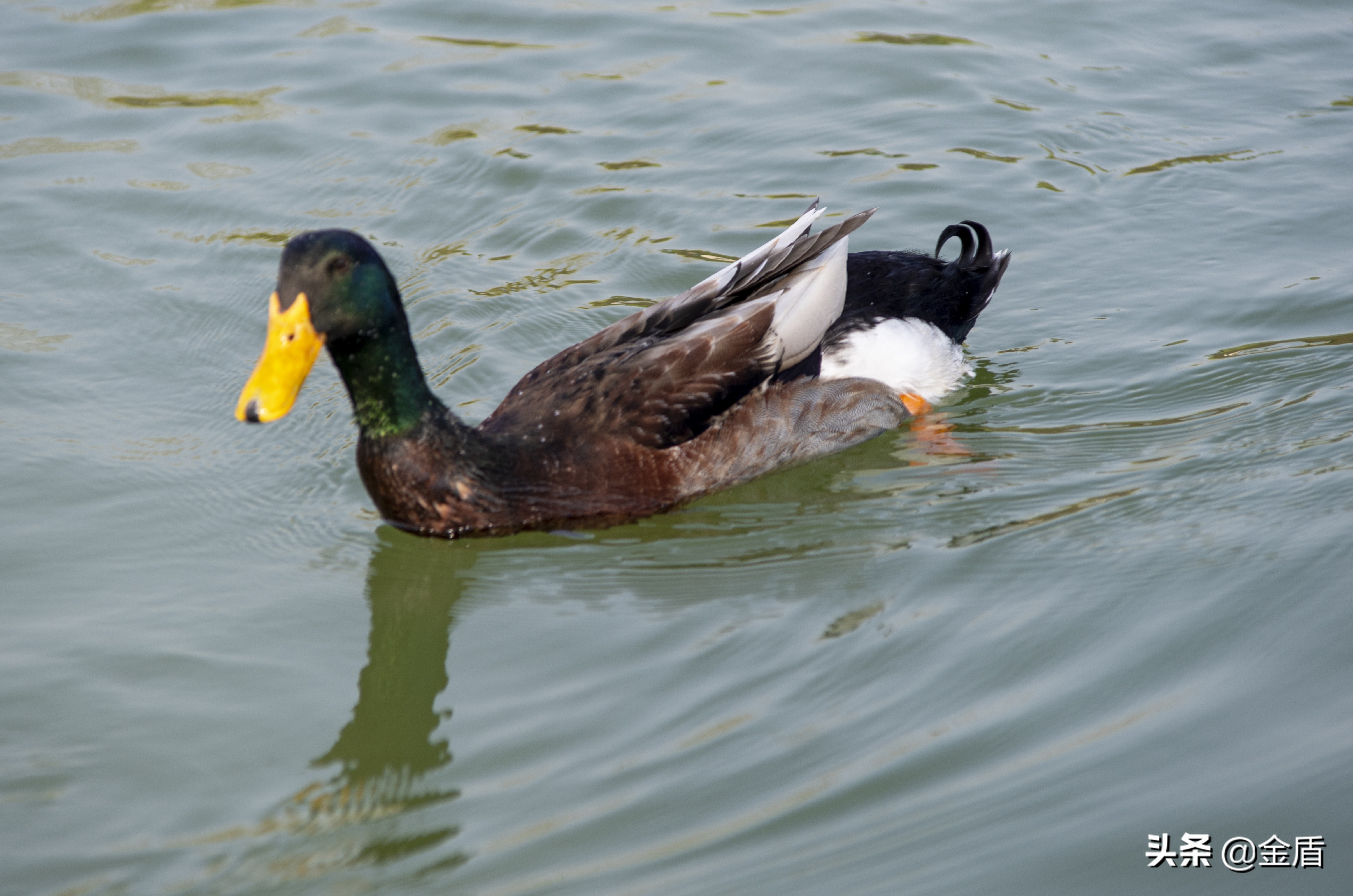鸭子自由自在的玩耍,鸭子们在雨中嬉戏用英语怎么说