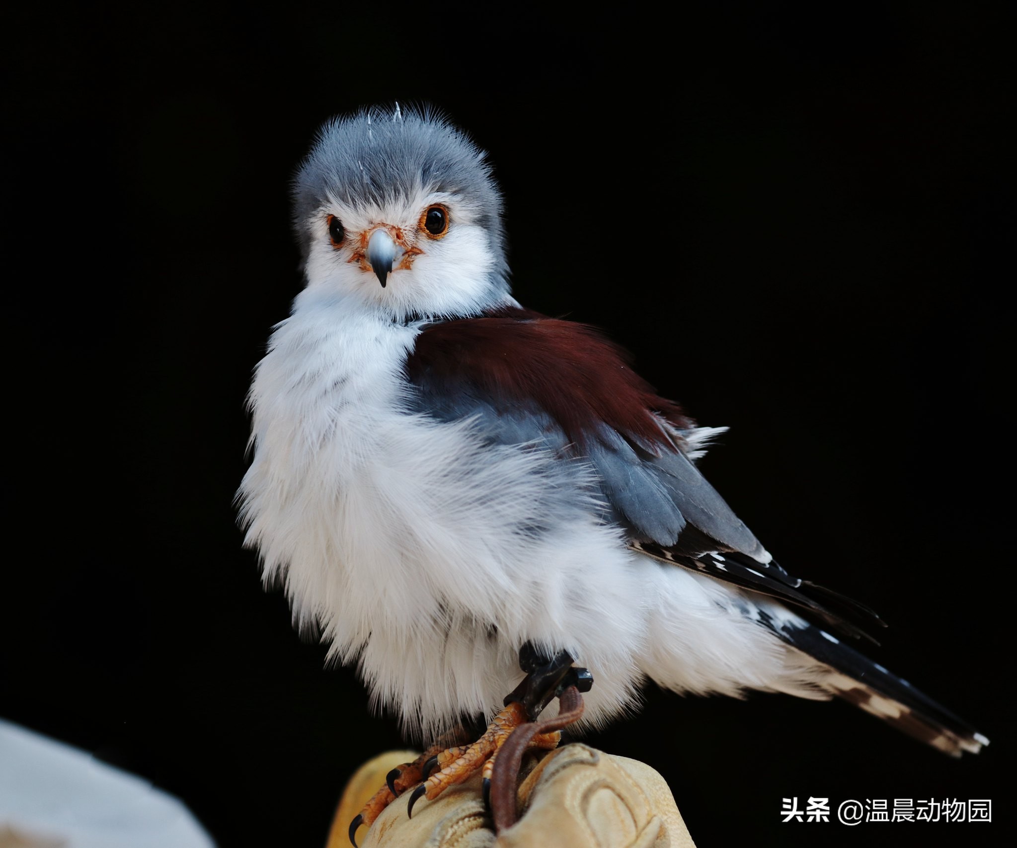 辟谣：鸟界的“肥宅”都是雀形目的？不一定，猛禽中也有胖萌肥啾