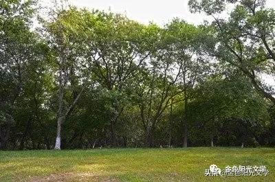 我的乐园作文指导,游迪士尼乐园作文