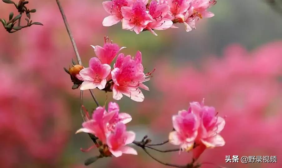 春天来了，这个四月请开启小情侣打卡模式，单身狗们千万不要点