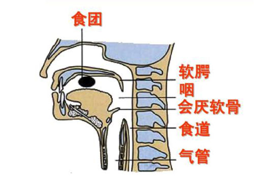 软腭癌冰疗需要多少钱,软腭癌的中医综合治疗