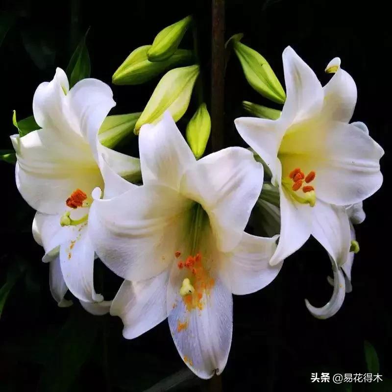百合花开花后怎么留种球,百合花开花后晒太阳吗